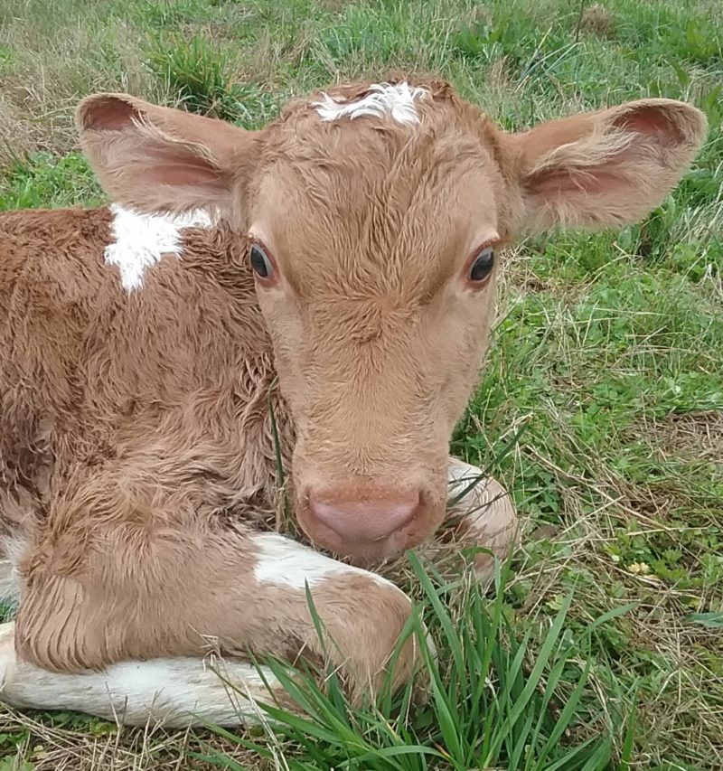 integrity farms calf – Tennesseans For Raw Milk