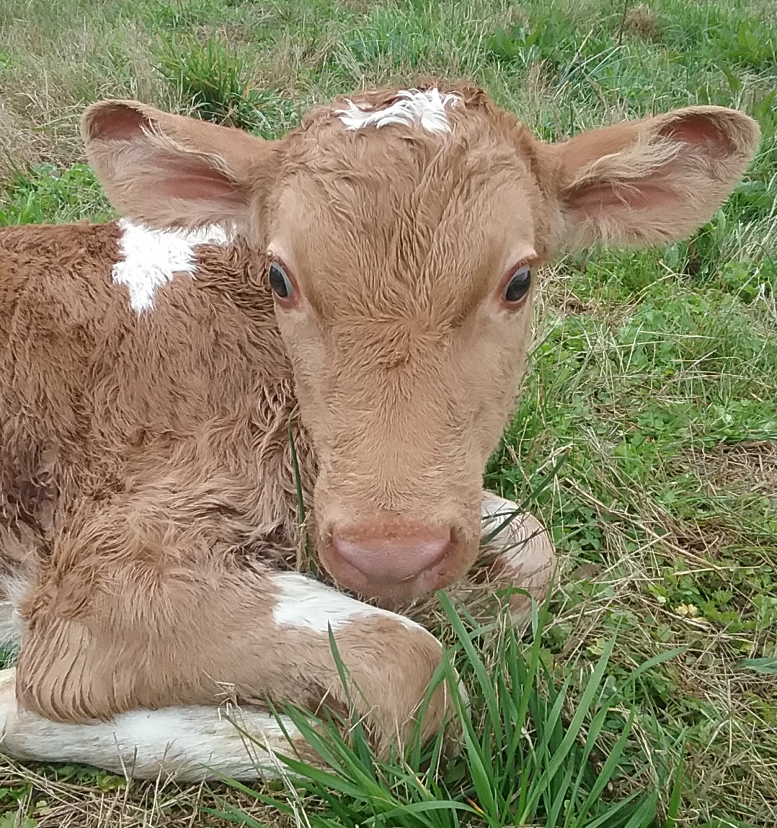 integrity farms calf – Tennesseans For Raw Milk