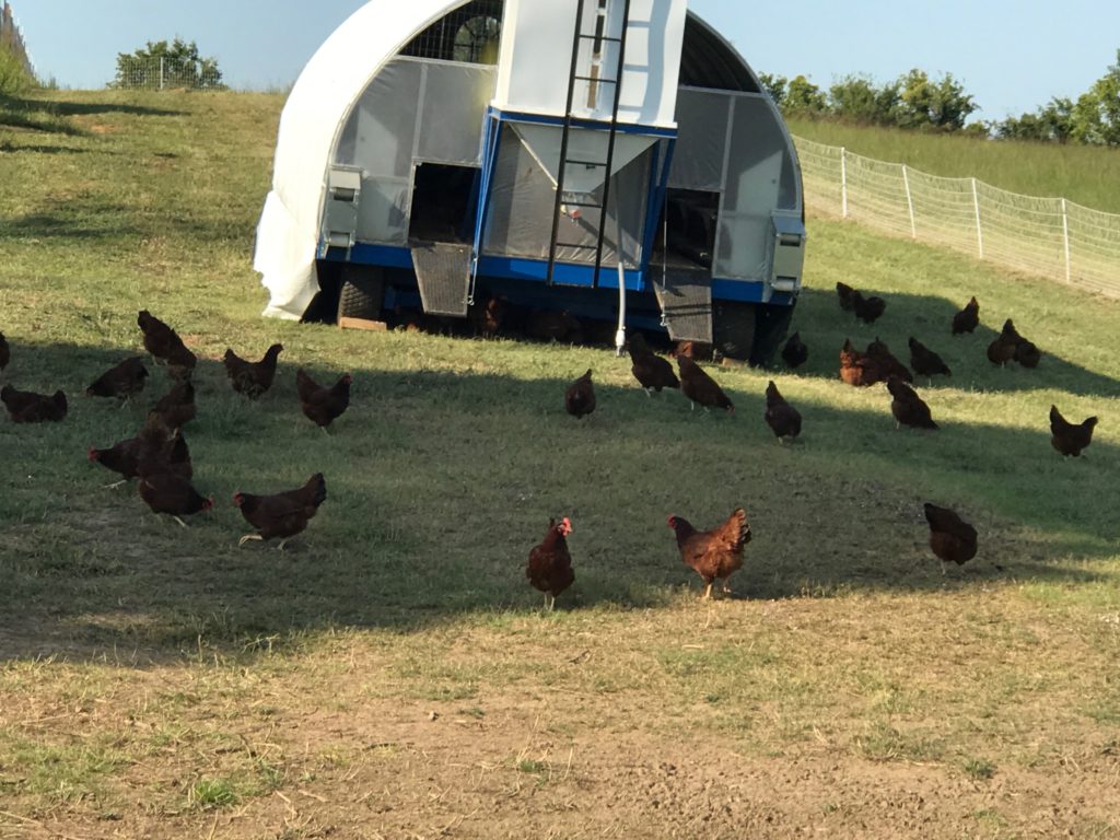 Island Bend Farm Tennesseans For Raw Milk